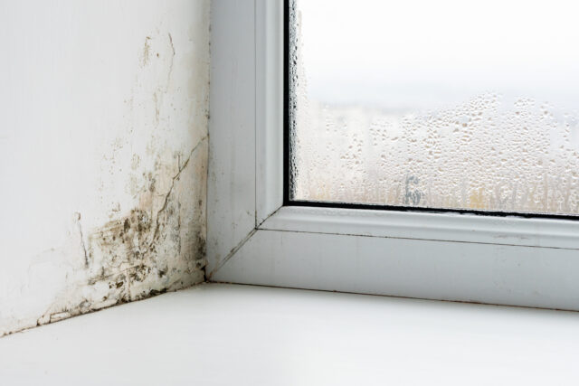 mold in window