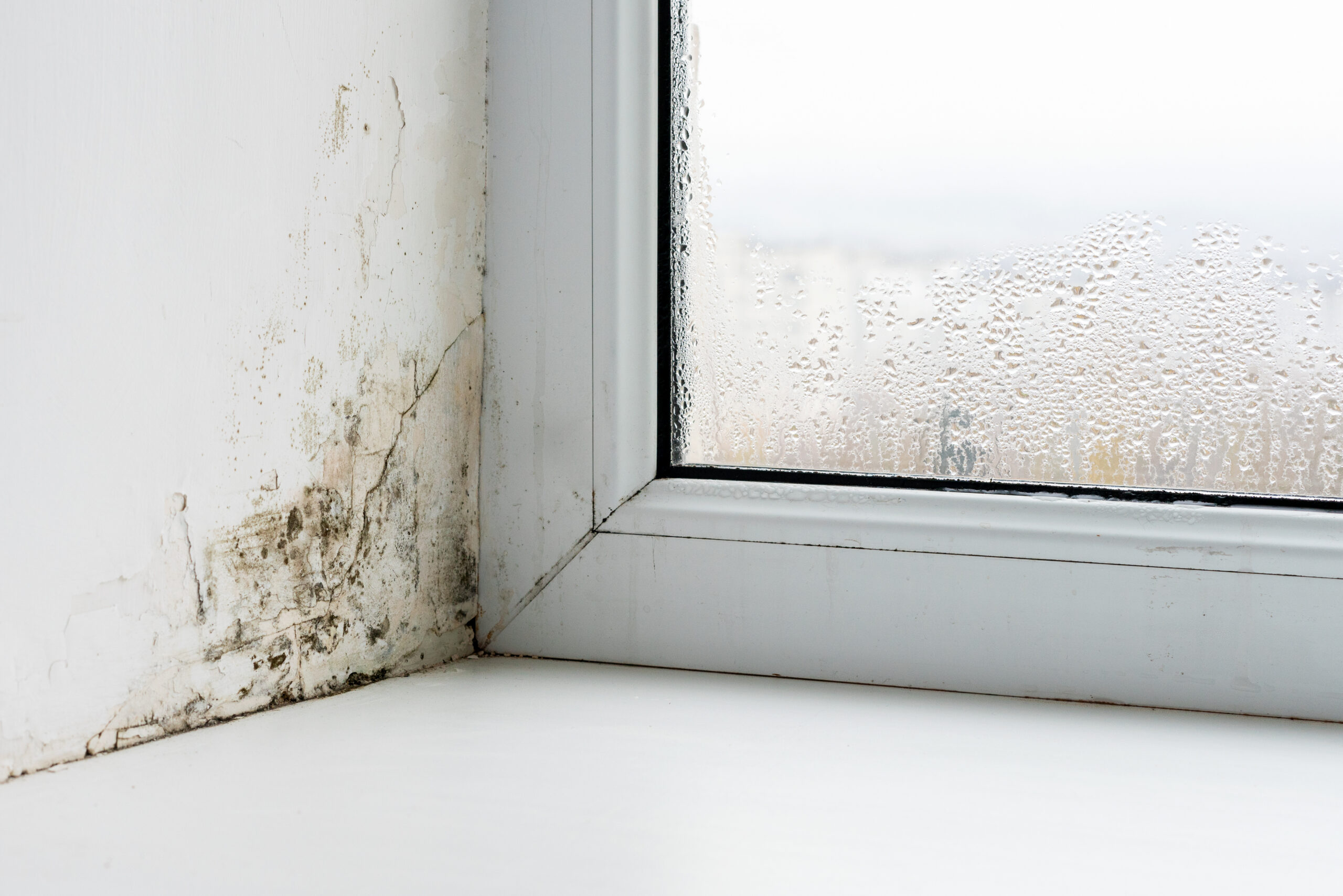 mold in window